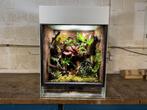 Dutch Rana Paludarium/Terrarium, Dieren en Toebehoren, Ophalen of Verzenden, Zo goed als nieuw, Terrarium of Paludarium