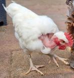 Naakthalshaantje, Dieren en Toebehoren, Mannelijk, Kip