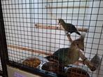 1-1 Livingstone toerako 2025 (onverwant), Dieren en Toebehoren, Vogels | Overige Vogels, Meerdere dieren, Tropenvogel, Geringd