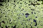 Aquarium Plant for Sale – Salvinia Minima, Vis