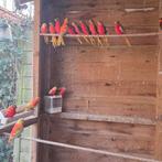 Turquoisine parkieten, Dieren en Toebehoren, Meerdere dieren, Parkiet