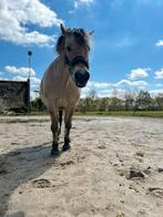 Bijrijder/verzorger gezocht!, Dieren en Toebehoren, Stalling en Weidegang