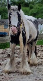 Lieve brave kinder tinker merrie 14 jaar oud ongeveer 1.30, Dieren en Toebehoren, Pony's, Merrie, Met stamboom, Zadelmak, C pony (1.27m tot 1.37m)