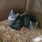 Lieve boerderijkittens, Dieren en Toebehoren, Katten en Kittens | Overige Katten, Meerdere dieren, Kortharig, 0 tot 2 jaar