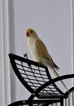 Tam halsband parkiet, Dieren en Toebehoren, Vogels | Parkieten en Papegaaien, Vrouwelijk, Parkiet, Tam
