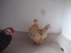 serama koppel, Dieren en Toebehoren, Pluimvee, Meerdere dieren, Kip