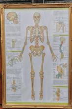 Schoolplaat van een skelet / geraamte. 95 cm hoog., Antiek en Kunst, Antiek | Schoolplaten, Natuur en Biologie, Ophalen