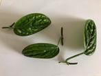 Monstera Peru tussenstekjes, hang/ klimplant. Prijs per stek, Huis en Inrichting, Kamerplanten, Groene kamerplant, Ophalen of Verzenden