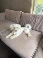 Maltezer puppy, Maltezer, Rabiës (hondsdolheid), 15 weken tot 1 jaar, Reu