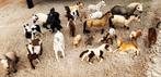Schleich paarden, veulens, zadels en ruiters., Ophalen of Verzenden, Zo goed als nieuw, Paard, Beeldje of Figuurtje