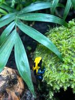 Prachtige gifkikkers te koop, Amfibie, 0 tot 2 jaar