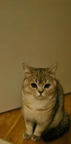 Britse korthaar, Dieren en Toebehoren, Kater, Ontwormd, 0 tot 2 jaar