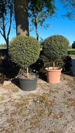 2x boompje EUONYMUS JAPONICUS, Tuin en Terras, Ophalen, Volle zon, Overige soorten, 100 tot 250 cm