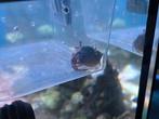 Hermietkreeft groot, Dieren en Toebehoren, Vissen | Aquariumvissen, Vis, Zoutwatervis