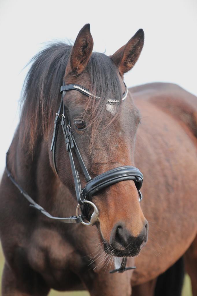 super brave 3 jarige ruin te koop!!, Dieren en Toebehoren, Paarden, Ruin, Zadelmak, 3 tot 6 jaar, Recreatiepaard