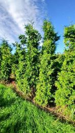 Thuja Gelderland 260cm+, Ophalen of Verzenden, Conifeer, Haag, 250 cm of meer