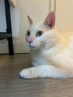 Super lieve half maine-coon ter adoptie!, Dieren en Toebehoren, Katten en Kittens | Overige Katten, Kater, Kortharig, 3 tot 5 jaar