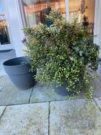 Bloembakken - Set van 3 grijze kunsstofbakken, Ophalen, Kunststof, Gebruikt, Rond