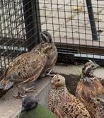 Trio Virginische boomkwartels (Bobwhite), Dieren en Toebehoren, Meerdere dieren, Kip