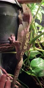 Mooie wimpergekko te koop, Hagedis, 3 tot 6 jaar