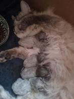 Ragdoll x Maine Coon kittens, Geslacht onbekend, Ontwormd, 0 tot 2 jaar