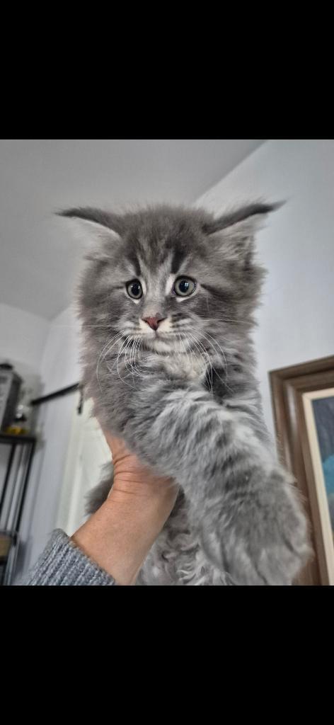 Maine coon boy, Dieren en Toebehoren, Katten en Kittens | Raskatten | Langhaar, Meerdere dieren, 0 tot 2 jaar, Ontwormd, Ingeënt