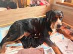 Grote Zwitserse Sennen pups (27-11), Meerdere, Meerdere dieren, Nederland, Fokker | Hobbymatig