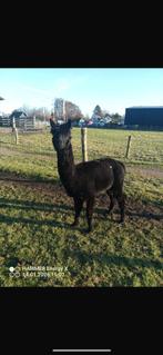 Alpaca hengst, Dieren en Toebehoren, Overige Dieren, April, Mannelijk