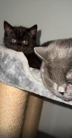 Teddy tabby brown Britse korthaar!! Hele schattige kitten, Poes, Kortharig, 0 tot 2 jaar