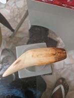 Leeuw tand tijgertand  echt groot, Ophalen of Verzenden