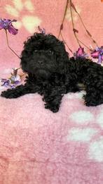 Doxipoo reutje. Kaninchen Teckel/Teacup poedel, Dieren en Toebehoren, Kaninchen, 15 weken tot 1 jaar, Reu, CDV (hondenziekte)