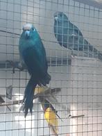 Kakariki, Meerdere dieren, Parkiet, Geringd