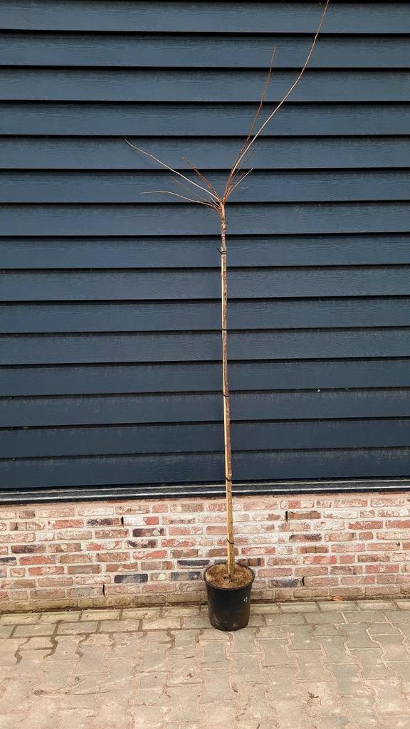 Prunus subhirtella 'Autumnalis Rosea' 🌺🌿(roze sierkers), Tuin en Terras, Planten | Bomen, Overige soorten, Volle zon, Lente