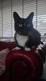 Jonge, lieve,gecastreerde kater (3jr), Dieren en Toebehoren, Katten en Kittens | Dekkaters, 3 tot 5 jaar