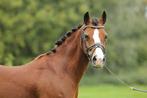 Droom sportpony, Dieren en Toebehoren, Pony's, Gechipt, Ruin, Dressuurpony, M