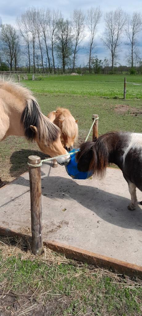 Leuk plekje vrij voor een shetlander ruin., Dieren en Toebehoren, Stalling en Weidegang