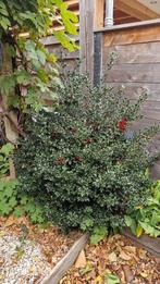 Mooie Hulst Struik te Koop, Tuin en Terras, Planten | Struiken en Hagen, Ophalen, Overige soorten