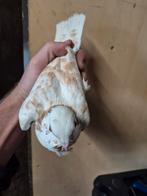 Italiaanse meeuwtjes figurita lokduifjes, Dieren en Toebehoren, Geslacht onbekend, Overige soorten