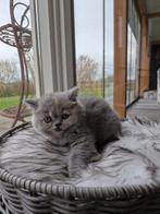 Brits Korthaar katertjes en poesje met stamboom., Dieren en Toebehoren, Katten en Kittens | Raskatten | Korthaar, Meerdere dieren