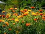 Goudsbloem plantgoed, Ophalen, Voorjaar, Volle zon, Zaad
