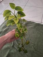 Aquarium plant. Anubia, Ophalen of Verzenden, Plant(en), Steen of Hout