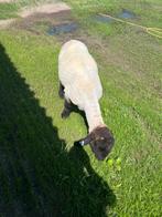 Suffolk ram, Mannelijk, Schaap