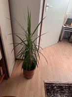 Dracaena Marginata - Drakenbloedboom, Ophalen of Verzenden