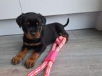 Prachtige Rottweiler pups Met STAMBOOM nu 8 weken!, Dieren en Toebehoren, CDV (hondenziekte), 8 tot 15 weken, Meerdere, Meerdere dieren
