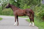 Prachtig welsh B merrie 3 jaar 1.30m, Dieren en Toebehoren, Pony's, Merrie, Niet van toepassing, 3 tot 6 jaar, C pony (1.27m tot 1.37m)