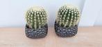 Set van 2 grote ronde bol cactussen cactus plant, Ophalen, Cactus, Volle zon, Minder dan 100 cm