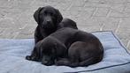 Labrador puppy's, Particulier, Meerdere, 8 tot 15 weken, Labrador retriever