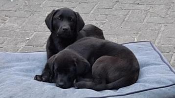 Labrador puppy's 