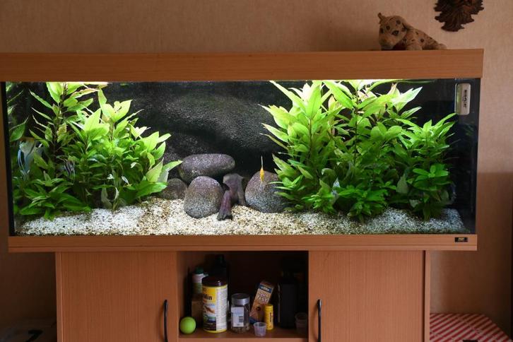 Aquarium Juwel Rio 450 Co2 LED EHeim Prof, Dieren en Toebehoren, Vissen | Aquaria en Toebehoren, Gebruikt, Gevuld zoetwateraquarium