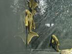 l200 Hi-Fin Green phantom pleco, Dieren en Toebehoren, Zoetwatervis, Schoolvis, Vis